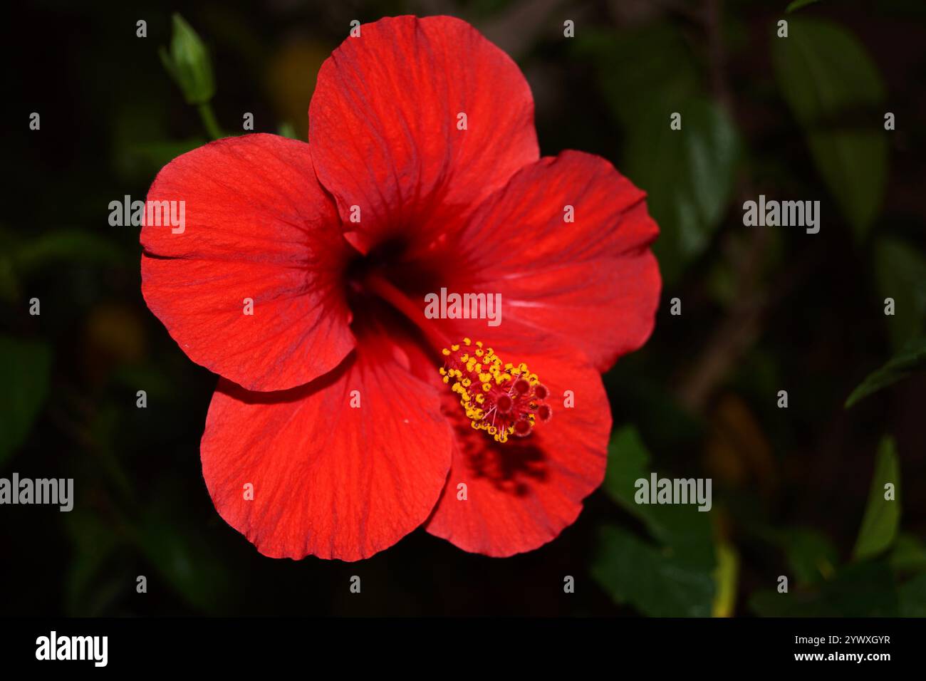 Nahaufnahme einer Hibiskusblüte in Hellrot Stockfoto