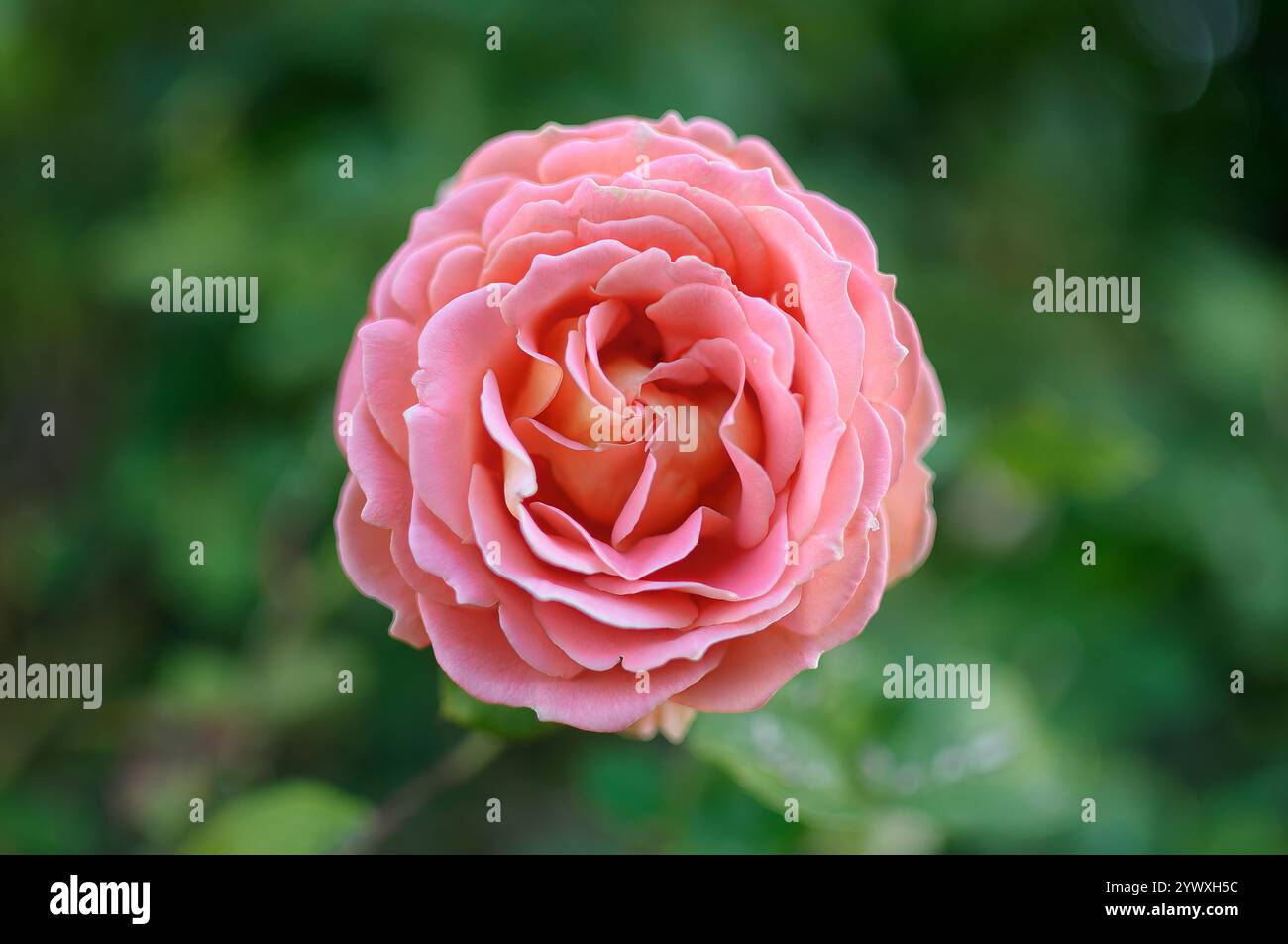 Zarte rosafarbene Rose, die in einer detaillierten Nahaufnahme erfasst wird und die lebendigen und üppigen Blütenblätter offenbart. Stockfoto
