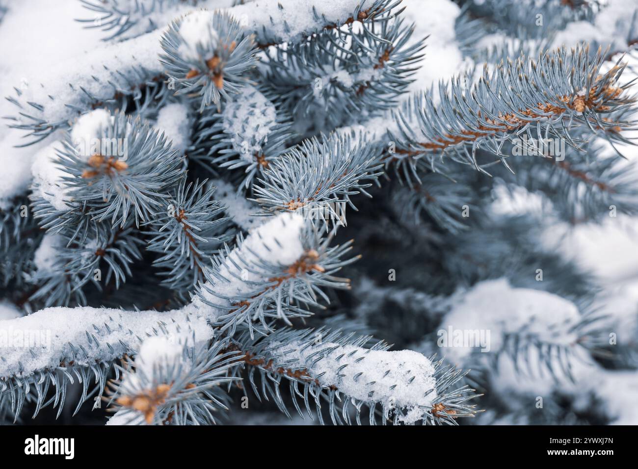 Schneebedeckte Silberfichtenzweige Nahaufnahme, natürlicher Neujahrsbaum für Weihnachten Hintergrund Stockfoto