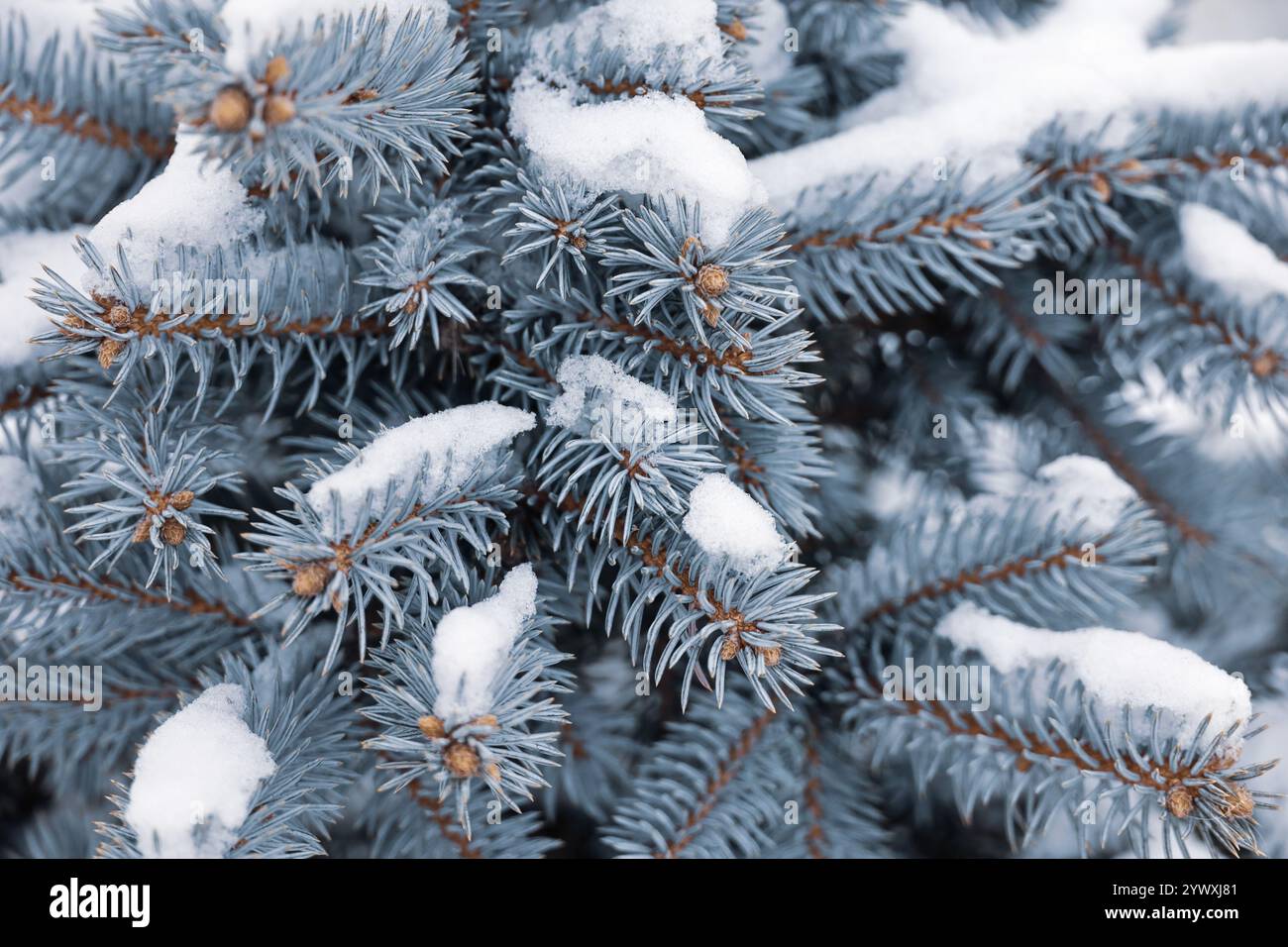 Schneebedeckte Silberfichtenzweige Nahaufnahme, natürlicher Neujahrsbaum für Weihnachten Hintergrund Stockfoto
