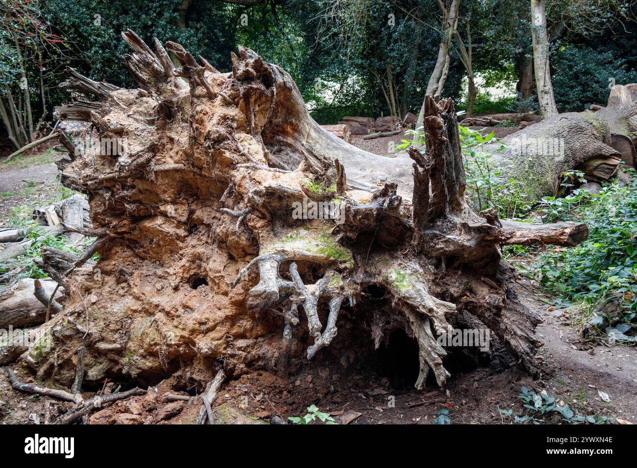 Das freiliegende Wurzelsystem eines gefallenen Baumes, London, Großbritannien Stockfoto