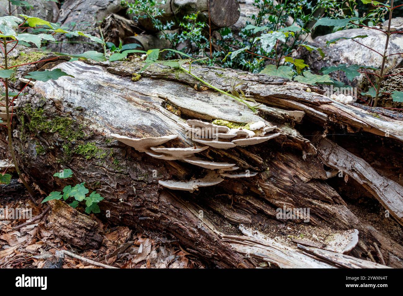 Klappenpilz wächst auf den verfallenen Überresten eines gefallenen Baumes, London, Großbritannien Stockfoto