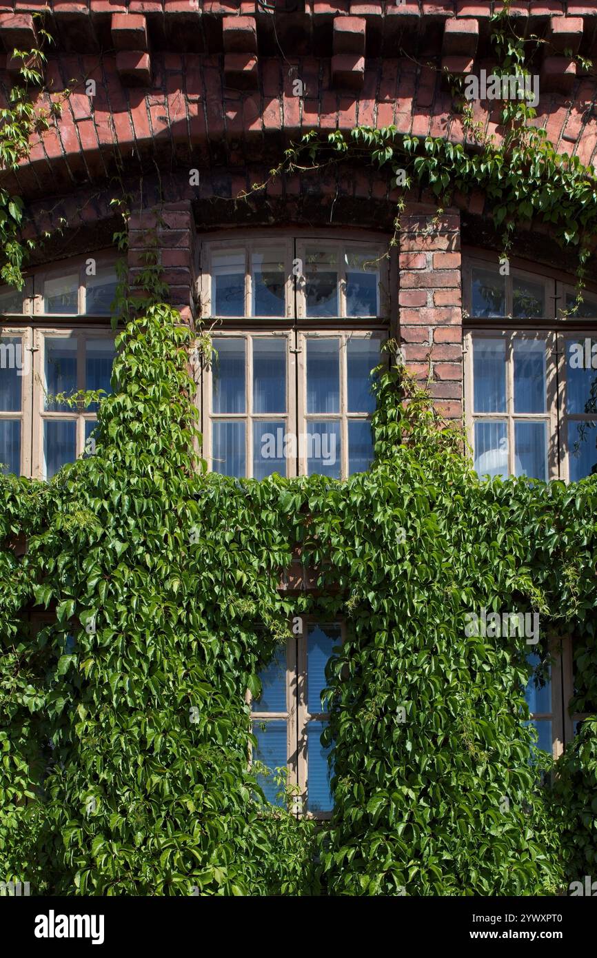 Außenfassade aus rotem Backsteingebäude mit Fenster, umgeben von üppigem grünem Efeu im Sommer, Pasila, Helsinki, Finnland. Stockfoto