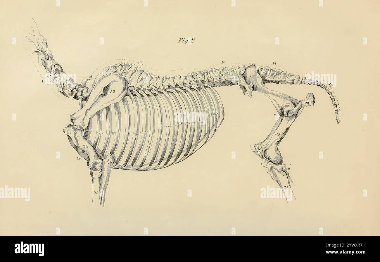 Ein Abschnitt der knöchernen Struktur, der eine Seite der Wirbelsäule, Rippen und einen Teil der hinteren, vorderen und hinteren Extremitäten bildet. Aus der Anatomie und Physiologie des Pferdes: Mit anatomischen und fraglichen Darstellungen. Enthält außerdem eine Reihe von Untersuchungen zur Anatomie und Physiologie des Pferdes, mit Anweisungen zur Dissektion und zur Art und Weise der anatomischen Vorbereitung. Hinzu kommt das Glossar der Veterinärtechniken, toxikologische Tabelle und das Wörterbuch der Veterinärwissenschaften von Dadd, George H., Veröffentlichungsdatum 1857 Stockfoto
