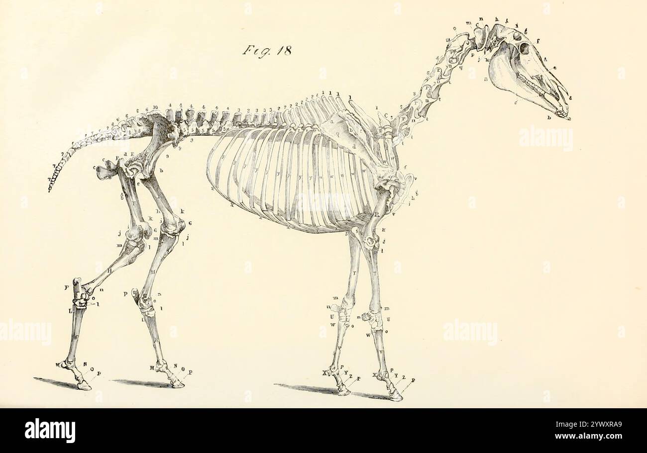 Das Skelett eines Pferdes aus der Anatomie und Physiologie des Pferdes: Mit anatomischen und fraglichen Darstellungen. Enthält außerdem eine Reihe von Untersuchungen zur Anatomie und Physiologie des Pferdes, mit Anweisungen zur Dissektion und zur Art und Weise der anatomischen Vorbereitung. Hinzu kommt das Glossar der Veterinärtechniken, toxikologische Tabelle und das Wörterbuch der Veterinärwissenschaften von Dadd, George H., Veröffentlichungsdatum 1857 Stockfoto