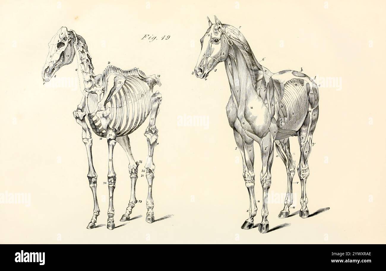 Zwei Ansichten (von vorne gesehen): Eine enthält einen großen Teil der Oberflächensuskeln des Körpers und der Gliedmaßen, die andere zeigt die Basis ihres Überbaus. Aus der Anatomie und Physiologie des Pferdes: Mit anatomischen und fraglichen Darstellungen. Enthält außerdem eine Reihe von Untersuchungen zur Anatomie und Physiologie des Pferdes, mit Anweisungen zur Dissektion und zur Art und Weise der anatomischen Vorbereitung. Hinzu kommt das Glossar der Veterinärtechniken, toxikologische Tabelle und das Wörterbuch der Veterinärwissenschaften von Dadd, George H., Veröffentlichungsdatum 185 Stockfoto