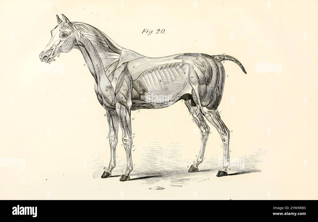 Hervorragende Darstellung der Muskeln einer Seite von Kopf, Hals, Körper und Gliedmaßen aus der Anatomie und Physiologie des Pferdes: Mit anatomischen und Fragestellungen. Enthält außerdem eine Reihe von Untersuchungen zur Anatomie und Physiologie des Pferdes, mit Anweisungen zur Dissektion und zur Art und Weise der anatomischen Vorbereitung. Hinzu kommt das Glossar der Veterinärtechniken, toxikologische Tabelle und das Wörterbuch der Veterinärwissenschaften von Dadd, George H., Veröffentlichungsdatum 1857 Stockfoto
