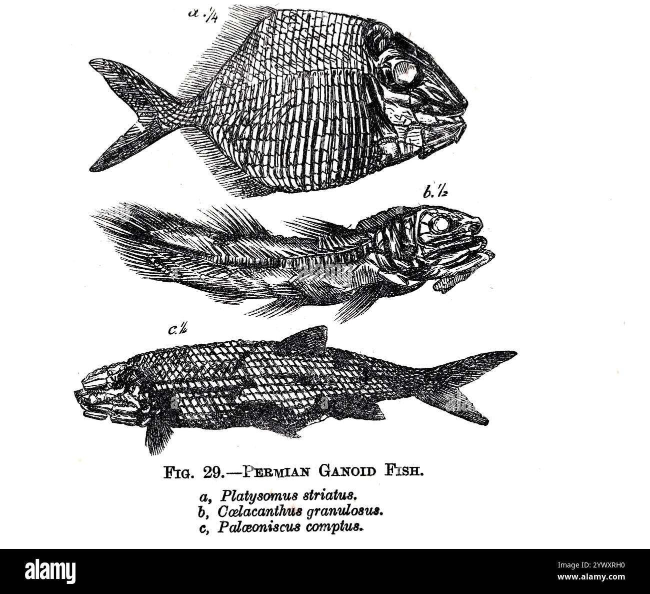 Fossil Fish PERMIAN GANOID FISH A, Platysomus striatus. b, Caelacanthus granulosus. c, Palaeoniscus comptus. Aus The Open Book of Nature : an Introduction to Nature Study von Charles Albert Hall, Publikationsdatum 1911 Publisher London: Adam and Charles Black Stockfoto