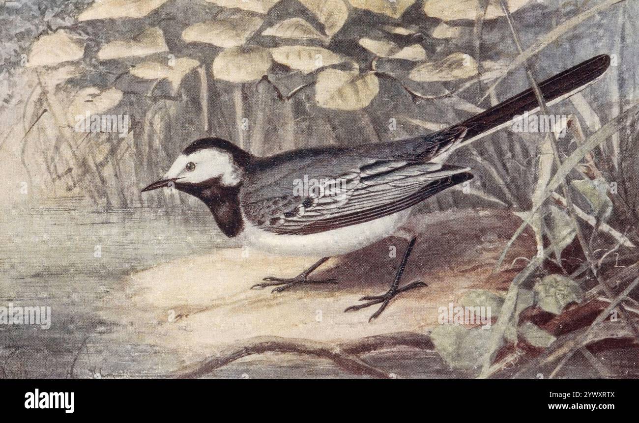 White Bachtail (Motacilla alba) hier als Rattenbachtel (Motacilla lugubris) aus dem Buch The Open Book of Nature : an Introduction to Nature Study von Charles Albert Hall, Publikationsdatum 1911 Publisher London: Adam and Charles Black Stockfoto