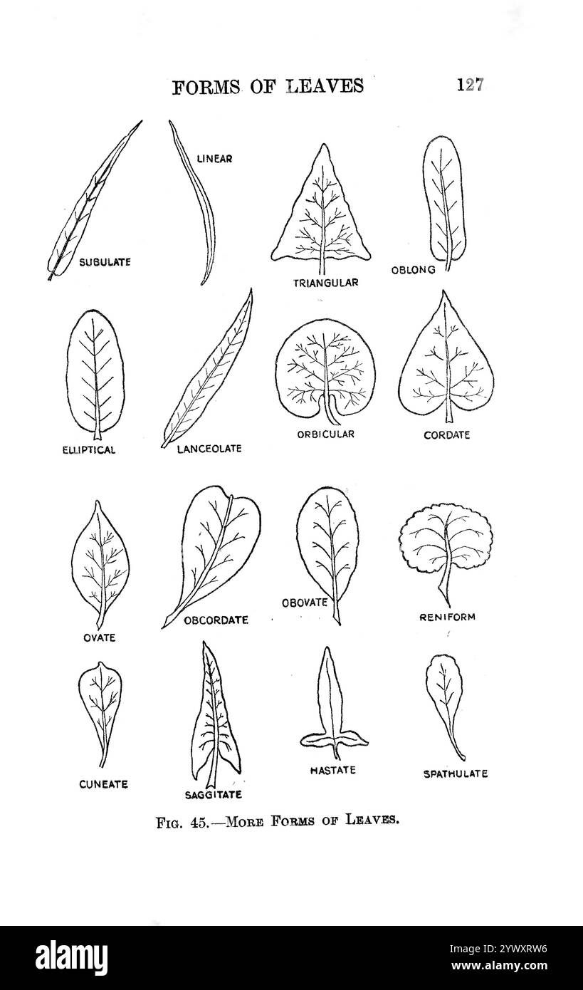 Einige Formen von Blättern skizzieren Linienkunst der Form eines Blattes aus dem Buch ' The Open Book of Nature : an Introduction to Nature Study ' von Charles Albert Hall, Veröffentlichungsdatum 1911 Publisher London : Adam and Charles Black Stockfoto