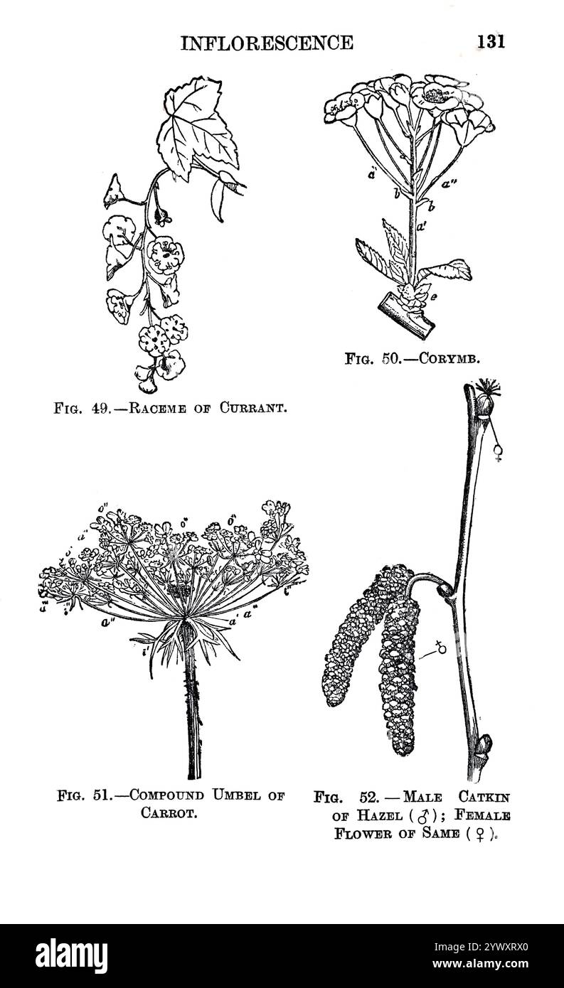Einige Beispiele von Inflorescence Raceme of Current, Corymb, Compound Umbel of Carrot, Male and female of Catkin of Hazel aus The Open Book of Nature : an Introduction to Nature Study von Charles Albert Hall, Publikationsdatum 1911 Publisher London: Adam and Charles Black Stockfoto