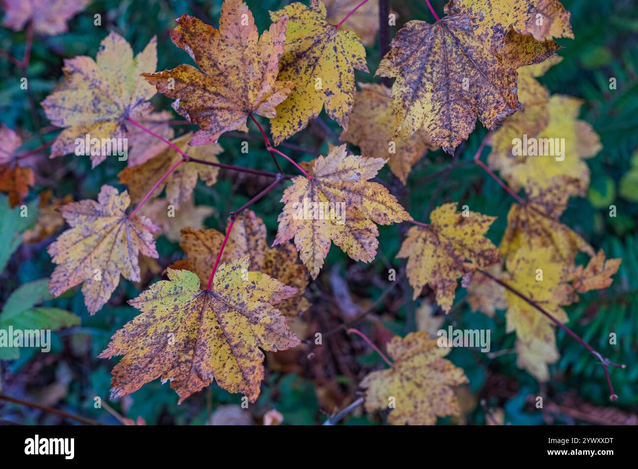 Nahaufnahme eines bunten Herbstblattes Ahornblatt Hintergrund mit Herbstblättern. Kanadisches Ahornblatt. Selektiver Fokus, Kopierbereich Stockfoto