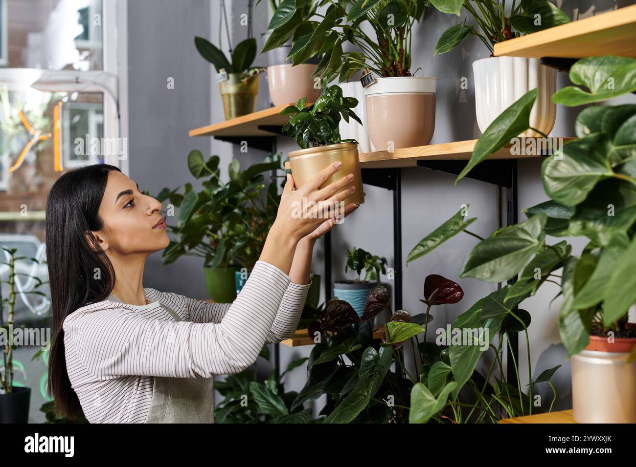 Die geschäftige Floristin arrangiert sorgfältig Topfpflanzen in Regalen und unterstreicht so ihre Schönheit. Stockfoto