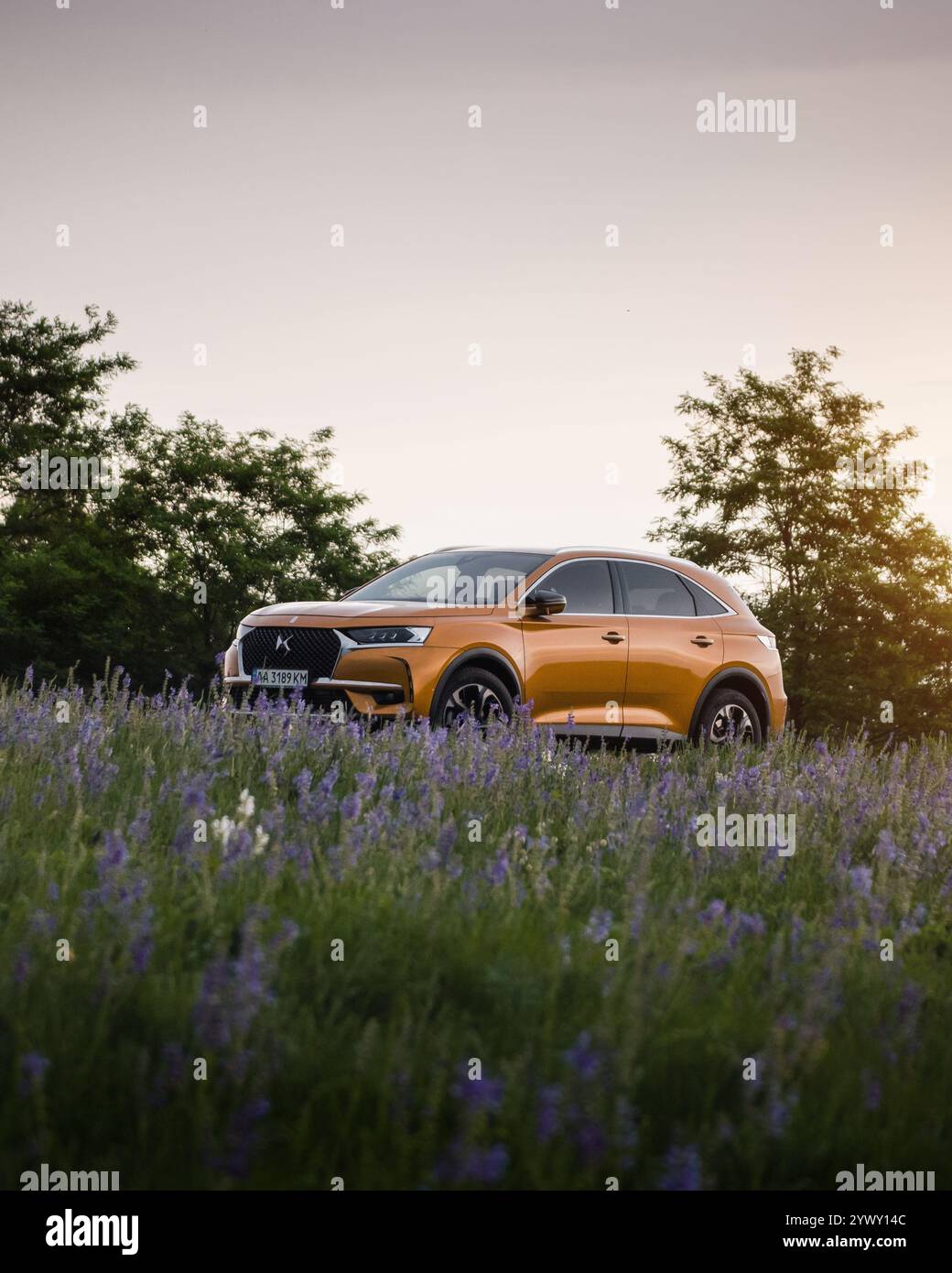 Bronze DS7 Crossback SUV auf einer Wiese bei Sonnenuntergang. Blick auf das orangefarbene französische Auto, umgeben von violetten Pflanzen wie Lavendel und salvia. Stockfoto