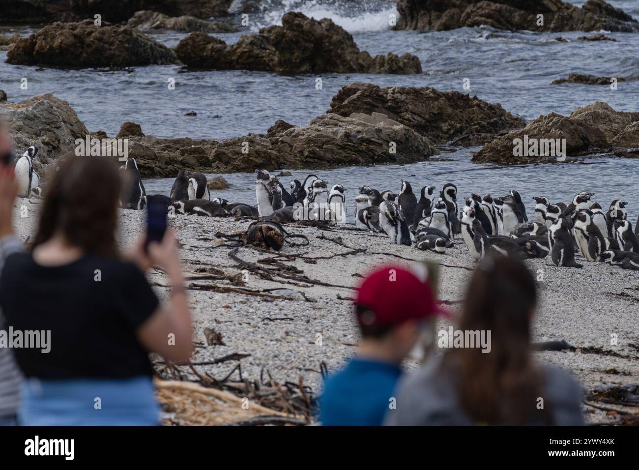 Leute beobachten Pinguine an der Atlantikküste. Reiseziel, Wahrzeichen der Südafrika-Tour, Kapstadt. Selektiver Fokus. Tiere natürlich Stockfoto