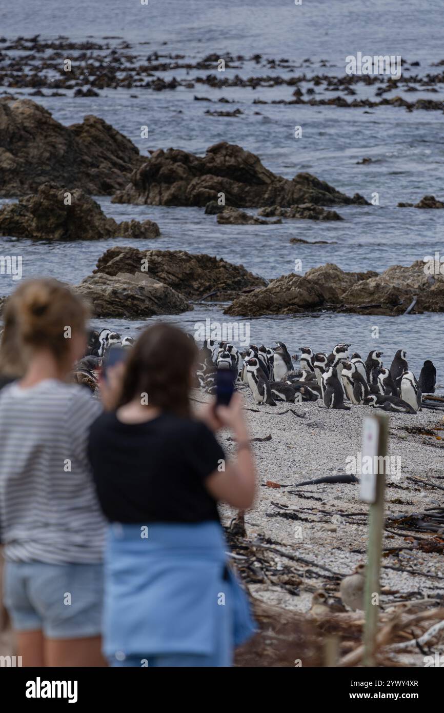 Frauen machen Fotos von Pinguinen auf ihren Telefonen an der Atlantikküste. Reiseziel, Wahrzeichen der Südafrika-Tour, Kapstadt. Wählen Sie Stockfoto