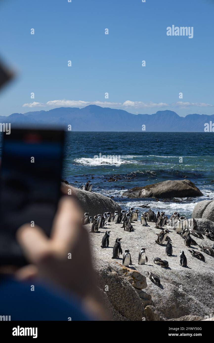 Man fotografiert Pinguine am Telefon an der Atlantikküste. Reiseziel, Wahrzeichen der Südafrika-Tour, Kapstadt. Selektiver Fokus. Ein Stockfoto