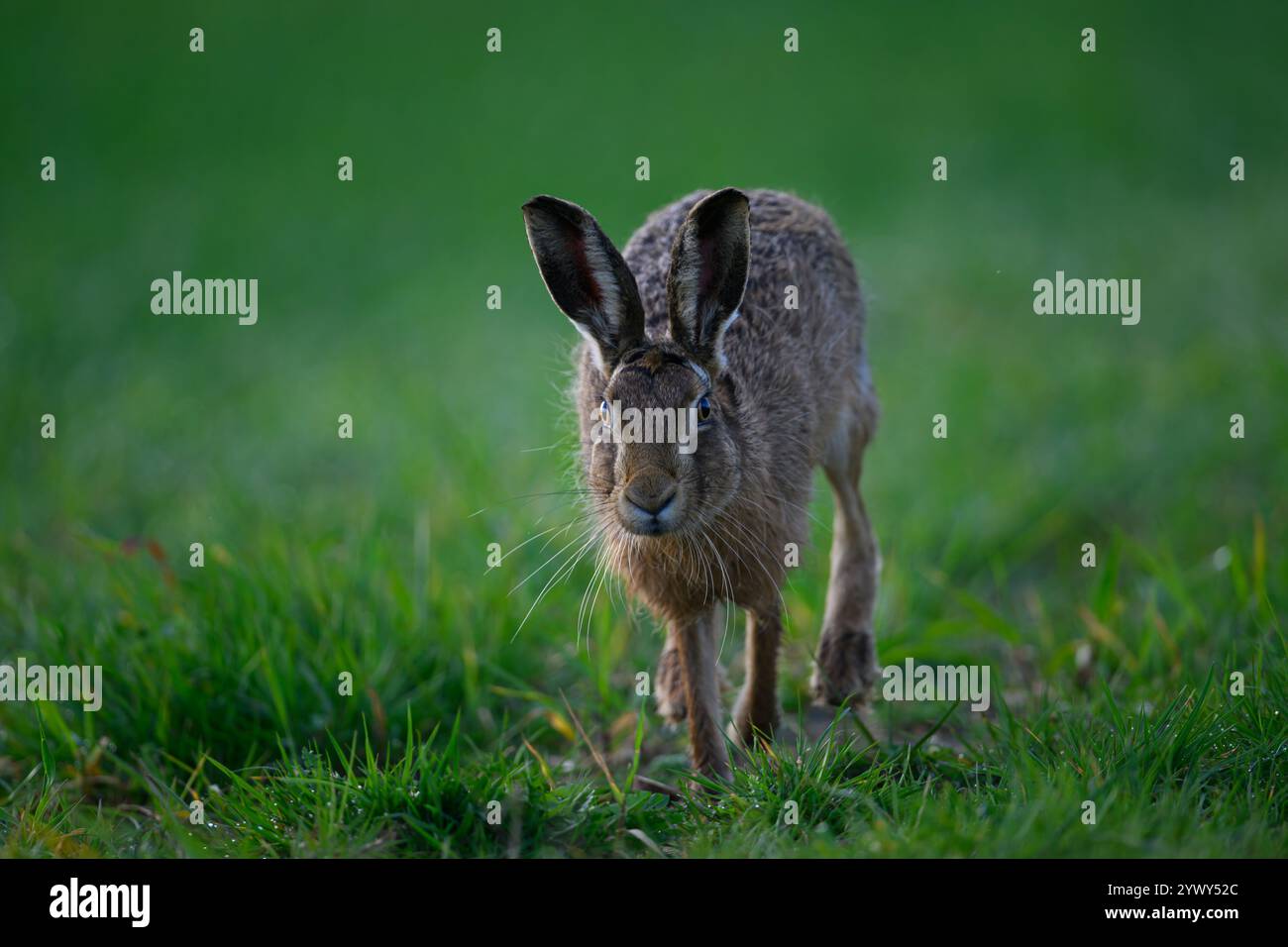 Brown Hare rennt, Choseley, Norfolk Stockfoto