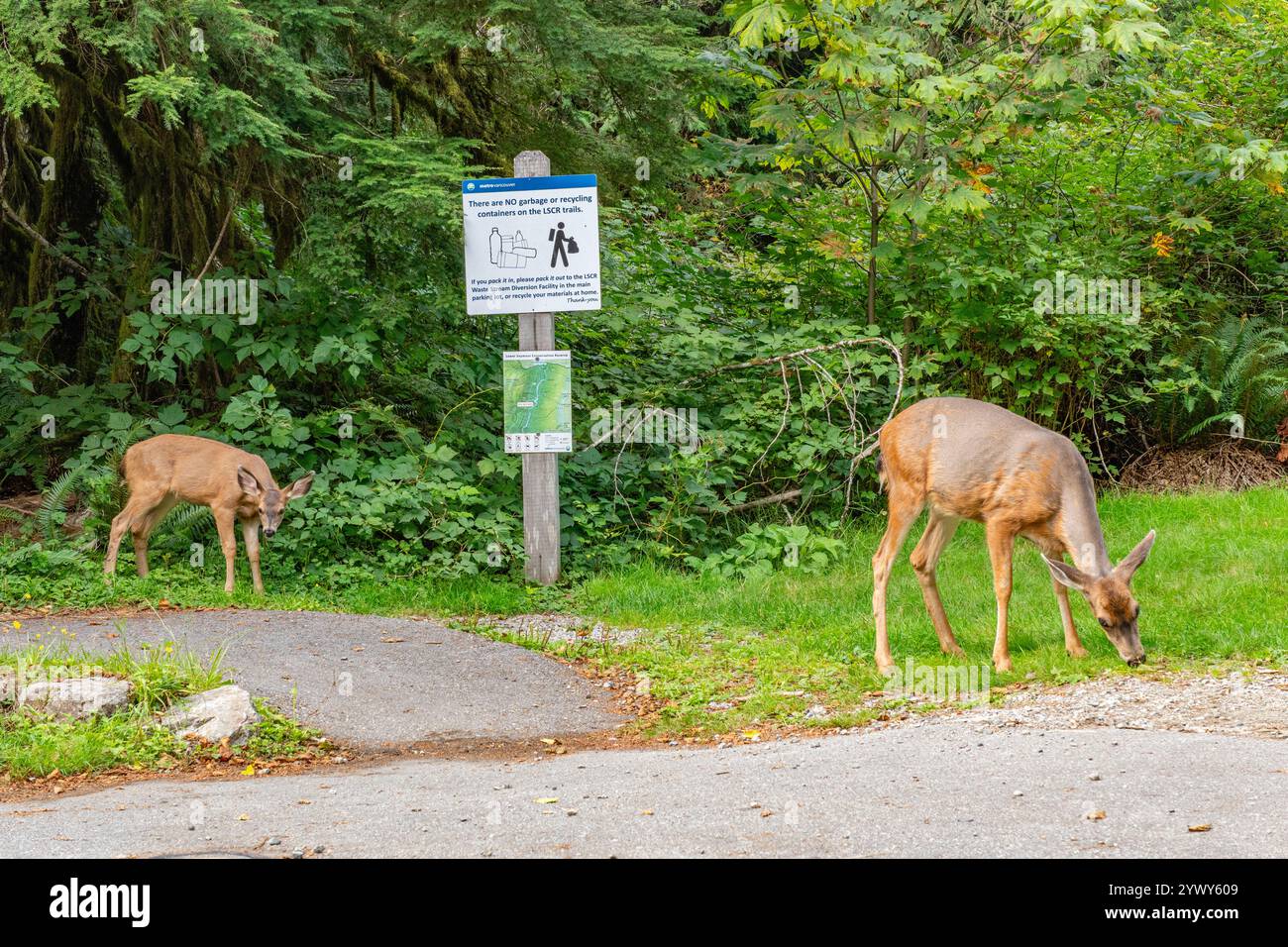 Vancouver, BC, Kanada, 12. September 2024: Hirsche suchen in der Nähe einer öffentlichen Toilette in einem belebten Wandergebiet nach Nahrung. Stockfoto