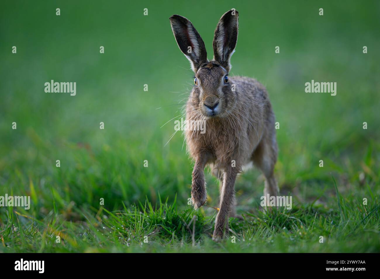 Brown Hase steht, Choseley, Norfolk Stockfoto