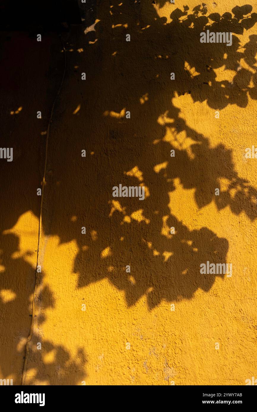 Vietnam, Hoi an, 19.02.2024, Altstadt, gelbe Mauer, Schatten, Reflexionen, Blätter, Baum, Vintage, Dekoration, Straße, Minimalismus, Inspiration, Sonne Stockfoto