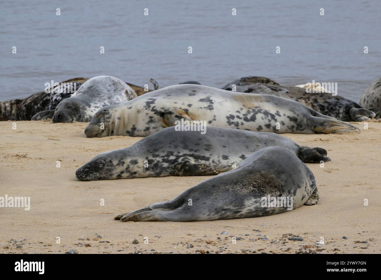 Weibliche graue Robben schlafen, Horsey, Norfolk Stockfoto