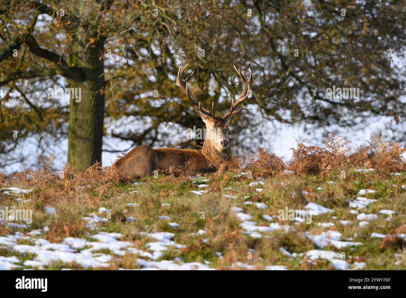 Red Deer Stag, Bradgate Park, Leicestershire Stockfoto