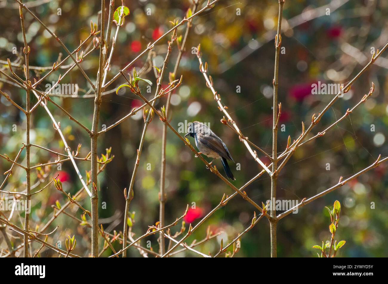 Rupus-Gorgeted-Fliegenschnäffchen, Ficedula strophiata, Vogelfamilie Muscicapidae im feuchten Montanwald des Himalaya. Rötlich-brauner Vogel. Stockfoto