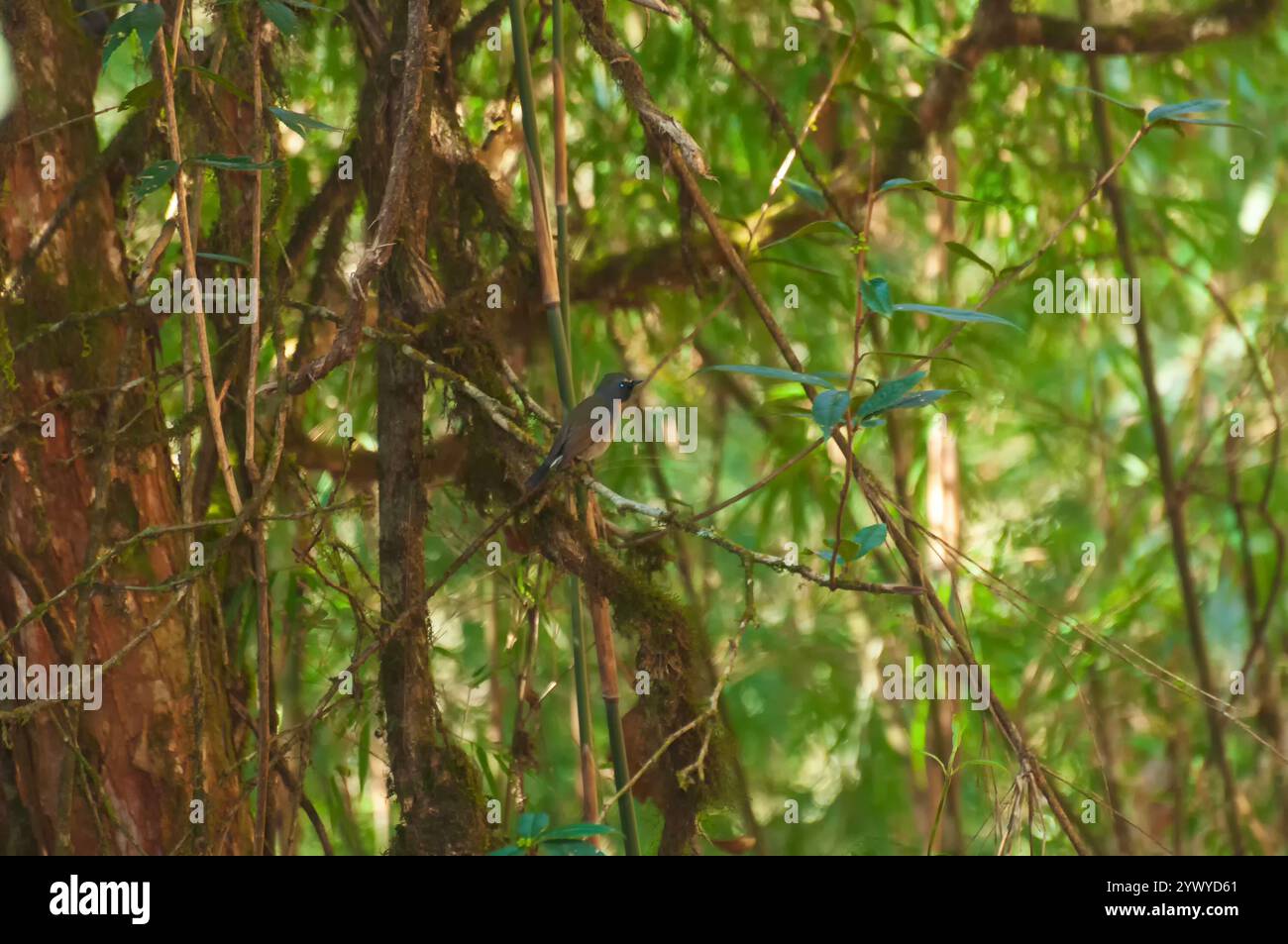 Rupus-Gorgeted-Fliegenschnäffchen, Ficedula strophiata, Vogelfamilie Muscicapidae im feuchten Montanwald des Himalaya. Rötlich-brauner Vogel. Stockfoto