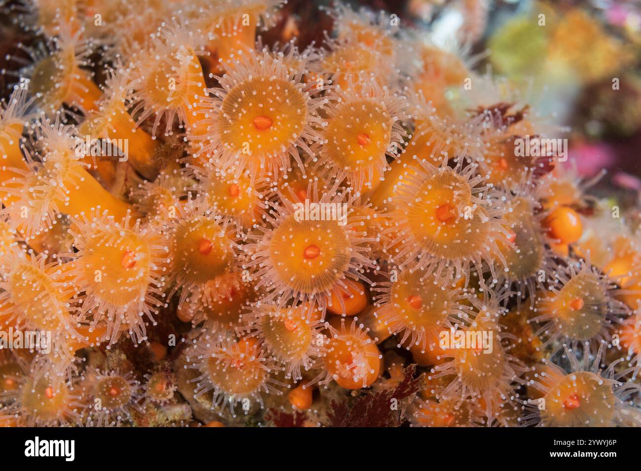 Discovery Passage Quadra Island Salish Sea Campbell River Vancouver Island British Columbia Kanada Stockfoto