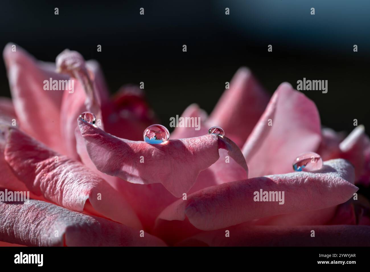 Detail eines Wassertropfens und seine Reflexion auf einer rosa Rose Stockfoto