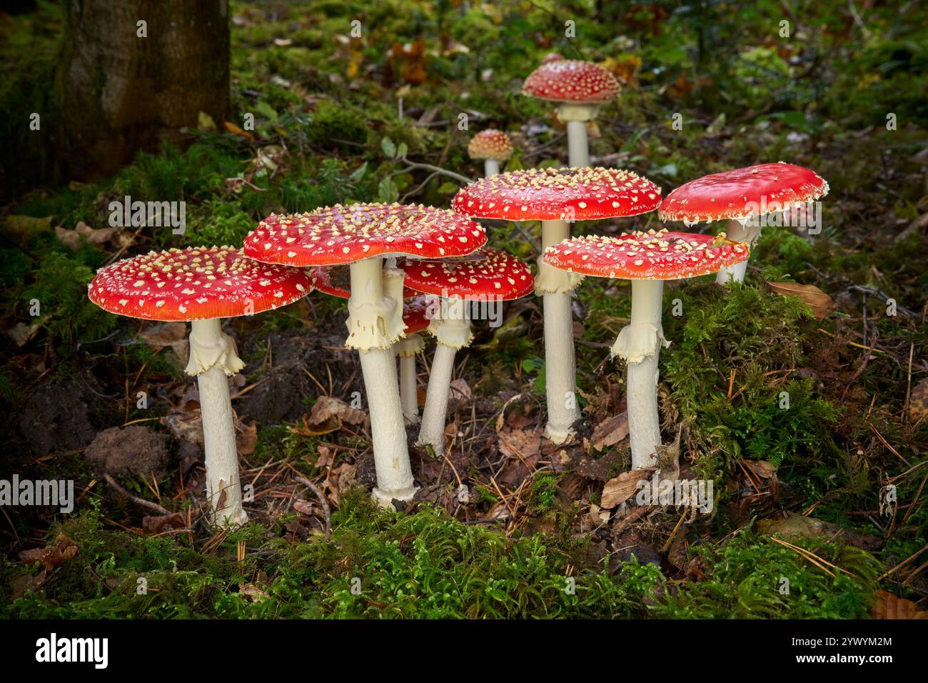 Fliegenagarie (Amanita muscaria) - dicht stehende Gruppe im Mooswald Stockfoto