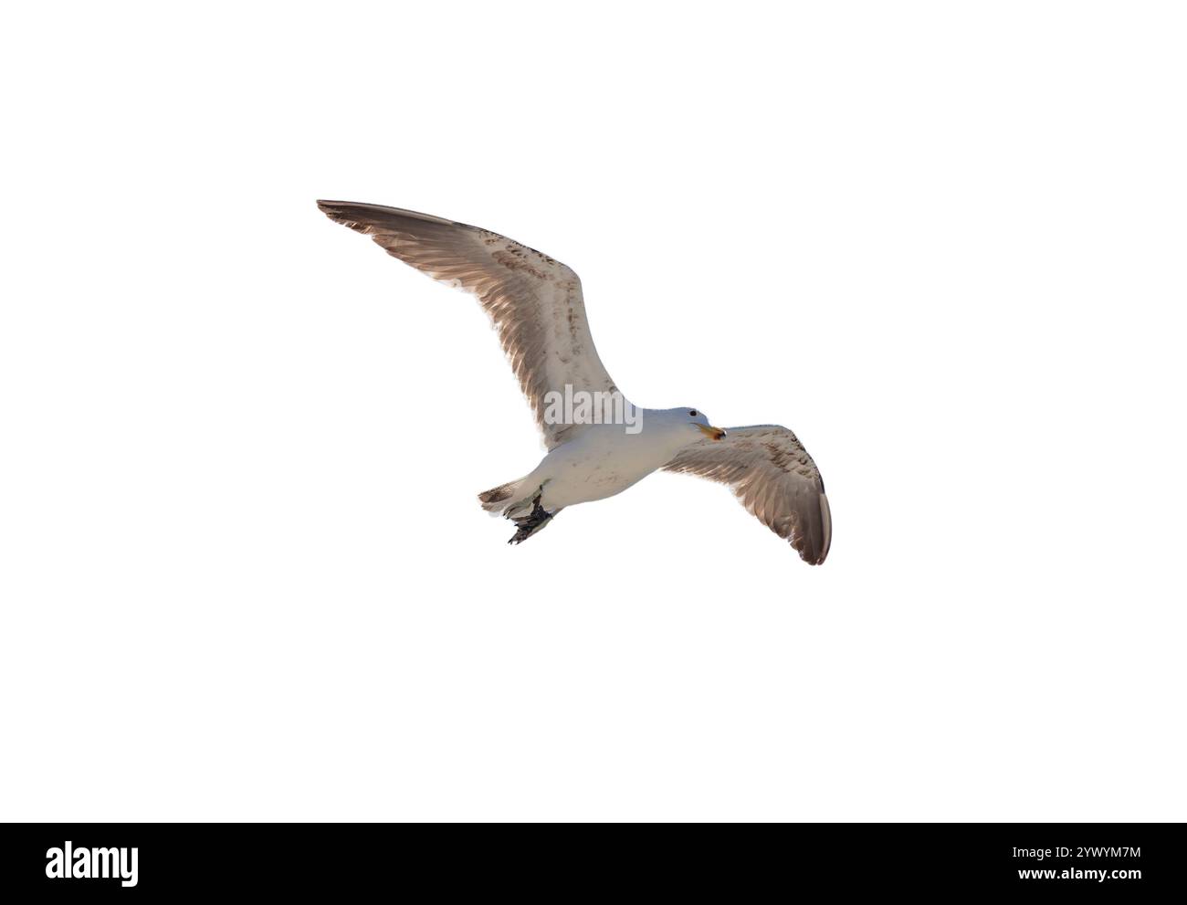 Möwe im Flug isoliert am weißen Himmel, Vogel fliegt unter Sicht, Stockfoto