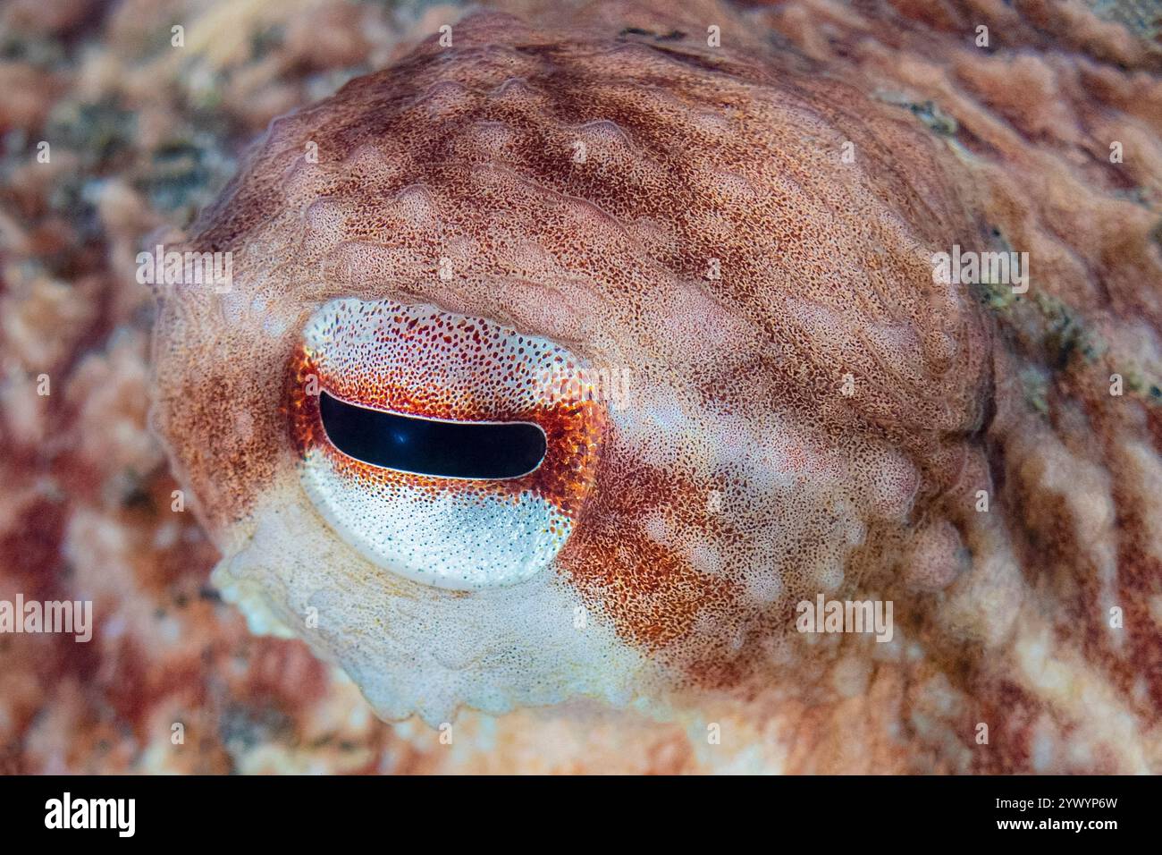 Riesen-Pazifischer Krake, Enteroctopus dofleini, Keystone Jetty, Fort Casey Underwater Park, Admiralty Bay, Salish Sea, Whidbey Island, Washington, USA, Stockfoto