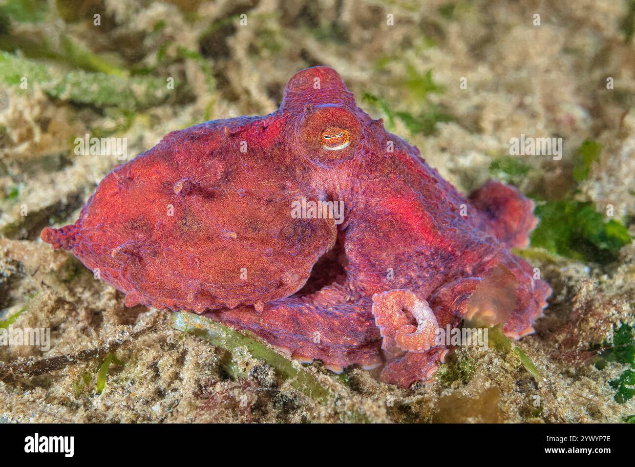 Riesen-Pazifik-Krake, Enteroctopus dofleini, Puget Sound, Redondo, des Moines, Washington, USA, Pazifik Stockfoto