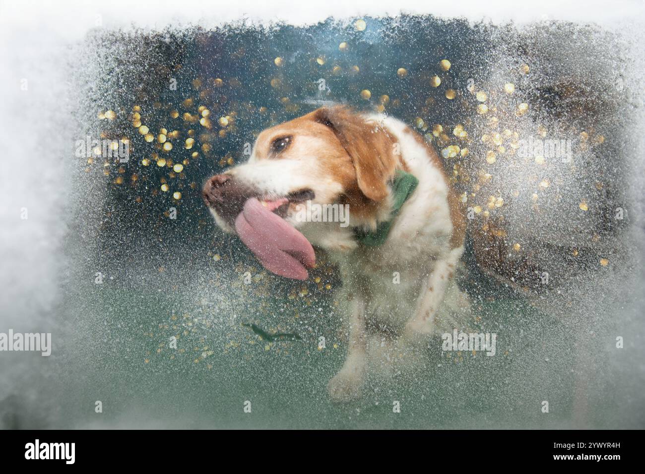 Porträt englischer Springer Spaniel Hund, der am Fenster sitzt und ihn leckt, um weihnachten zu feiern Stockfoto