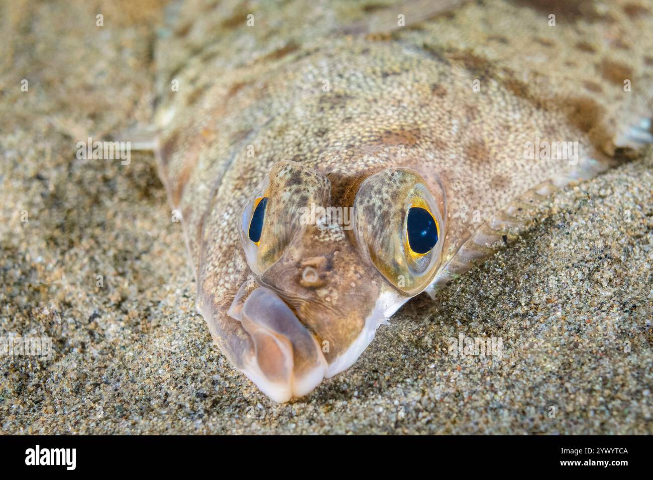 English Sole, Parophrys vetulus, Puget Sound, Seattle, Washington, USA, Salish-Meer, Pazifik Stockfoto