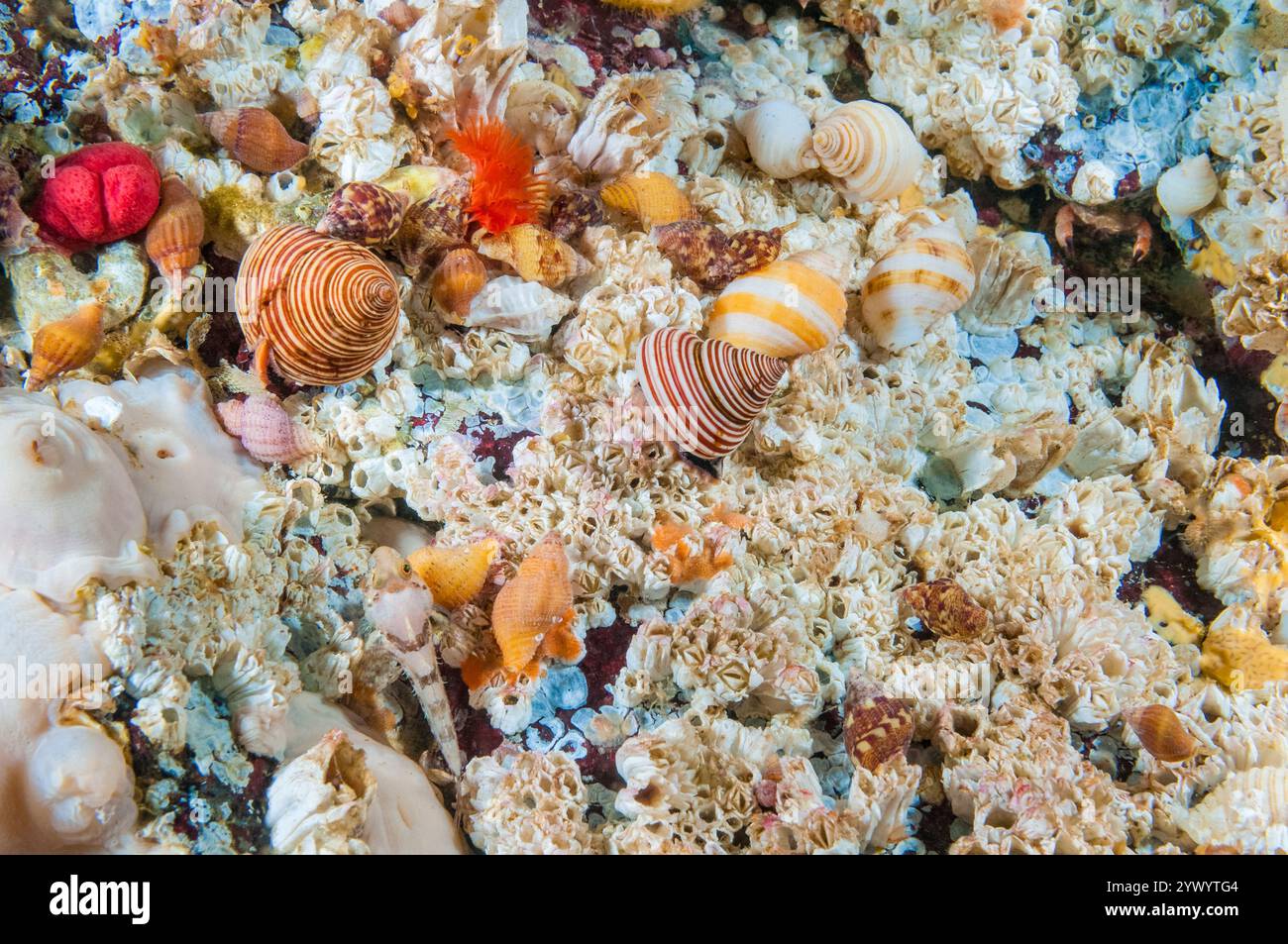 Blue Top Schnecke, Calliostoma ligatum, Browning Pass, British Columbia, Kanada, Pazifik Stockfoto