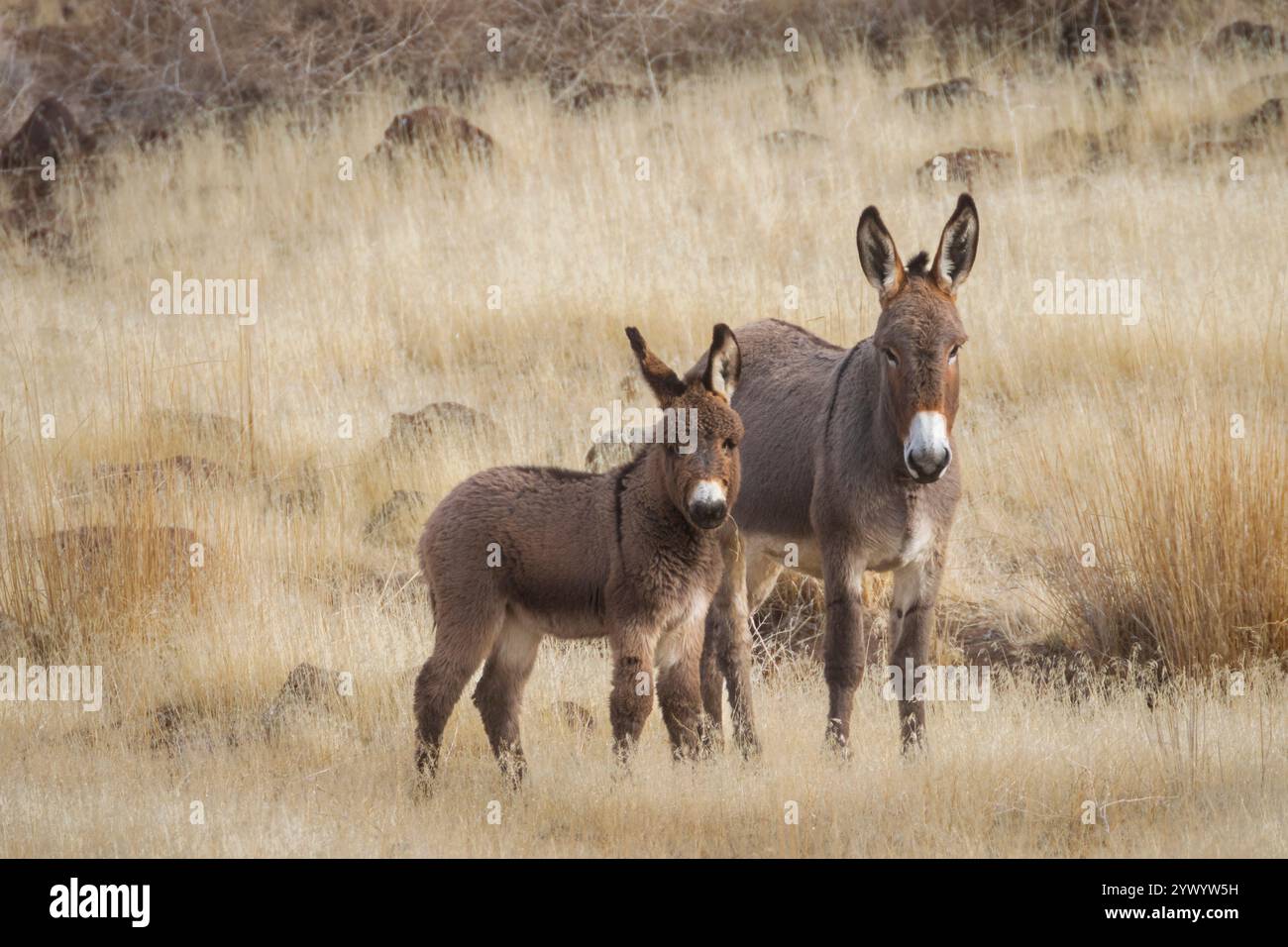 Ein wilder Burro jenny und ihr Jungfohlen fotografiert in der Smoke Creek Desert im Lassen County Kalifornien Stockfoto