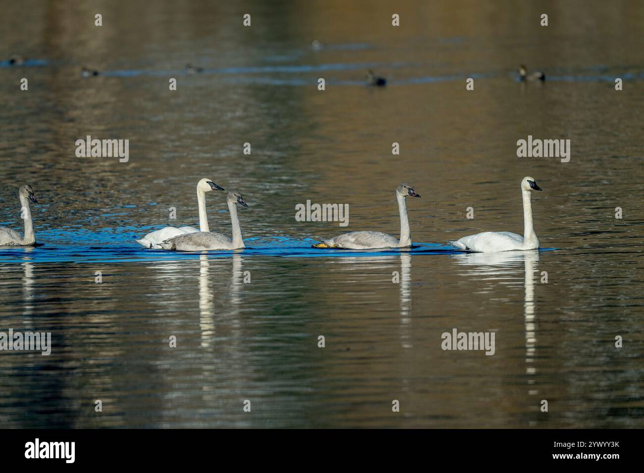 Ein Trompeterschwan (Cygnus Buccinator), der im Juanita Bay Park, Lake Washington in Kirkland, Washingt, auf dem Wasser schwimmt Stockfoto