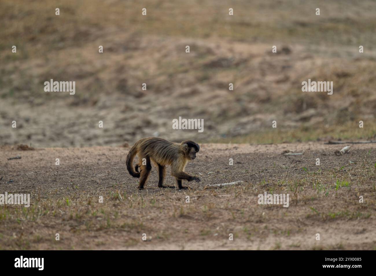 Ein brauner Kapuziner (Cebus paella) oder getufteter Kapuziner ist ein Neumünder, der auf dem Boden in der Nähe der Piuval Lodge im Northern Pantanal, Bundesstaat, spaziert Stockfoto