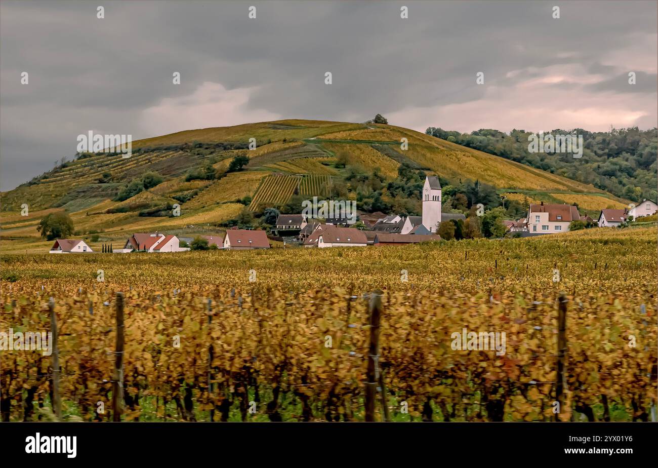 Haut Rhin, Elsass, Frankreich - 18. Oktober 2024 - die Weinberge der elsässischen Region wechseln im Herbst, wenn die Rebstöcke ihre Farbe ändern Stockfoto