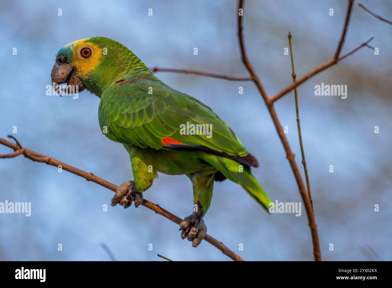 Amazona aestiva (Amazona aestiva), auch Blaufronten-Papagei genannt, thront auf einem Baum in der Nähe der Piuval Lodge im nördlichen Pantanal Stockfoto