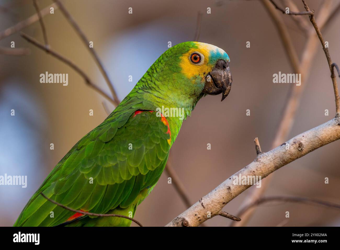 Amazona aestiva (Amazona aestiva), auch Blaufronten-Papagei genannt, thront auf einem Baum in der Nähe der Piuval Lodge im nördlichen Pantanal Stockfoto