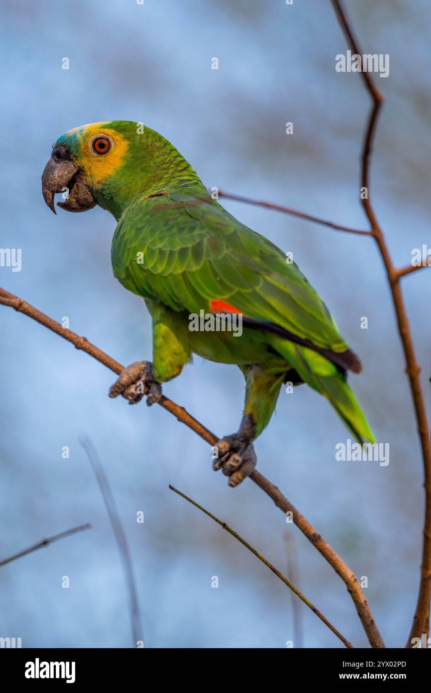 Amazona aestiva (Amazona aestiva), auch Blaufronten-Papagei genannt, thront auf einem Baum in der Nähe der Piuval Lodge im nördlichen Pantanal Stockfoto
