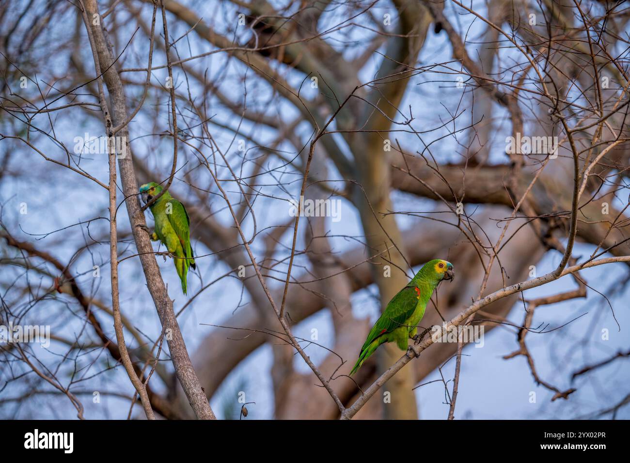 Amazona aestiva (Amazona aestiva), auch Blaufronten-Papagei genannt, thront auf einem Baum in der Nähe der Piuval Lodge im nördlichen Pantanal Stockfoto