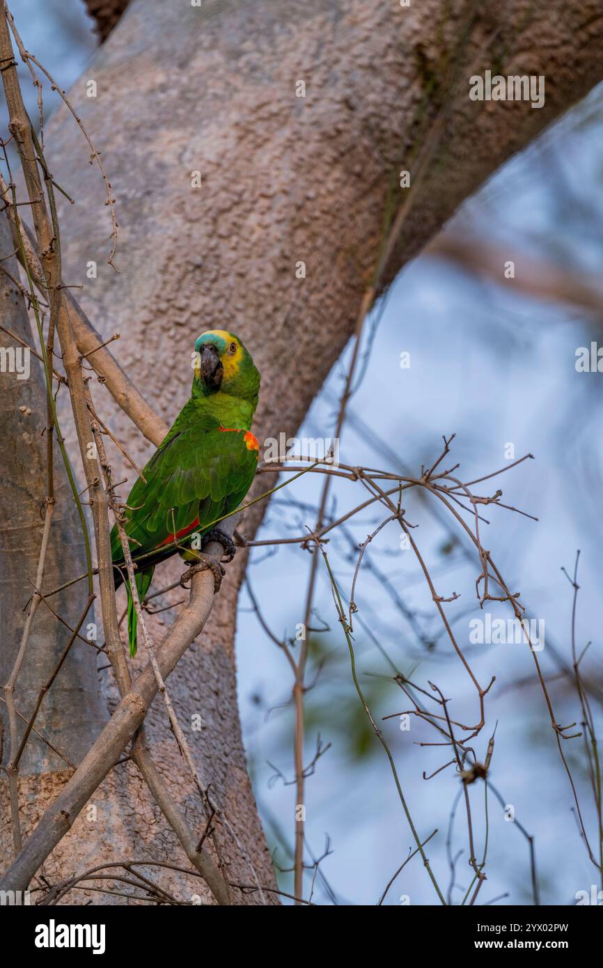 Amazona aestiva (Amazona aestiva), auch Blaufronten-Papagei genannt, thront auf einem Baum in der Nähe der Piuval Lodge im nördlichen Pantanal Stockfoto