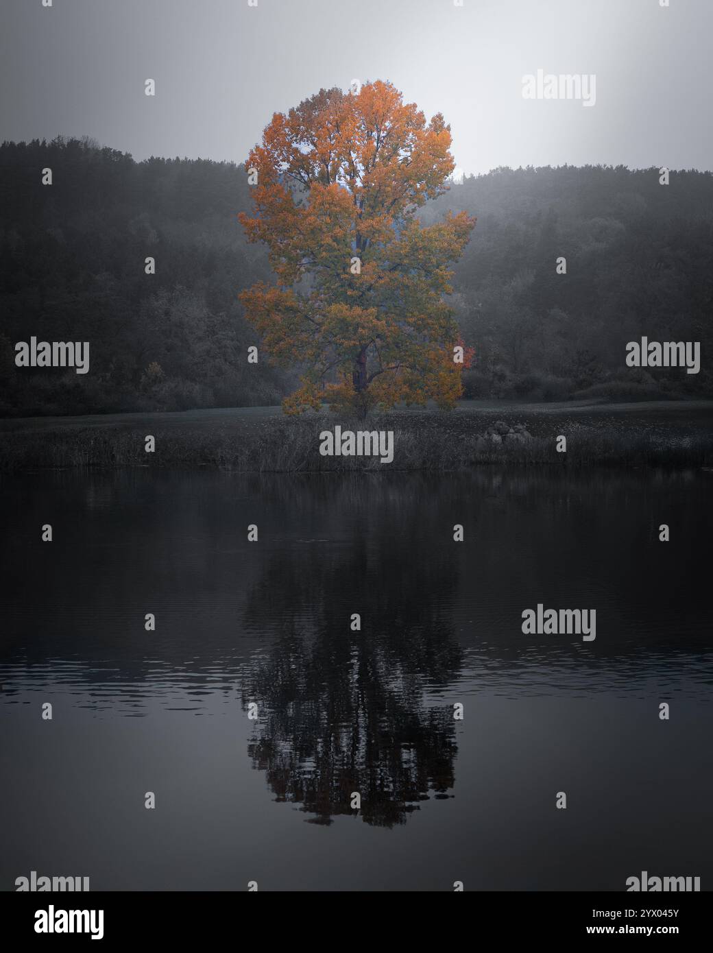 Ein markanter Herbstbaum mit leuchtenden orangefarbenen Blättern spiegelt sich im ruhigen Wasser des japanischen Gartens von Vilnius wider, umgeben von einer ruhigen natürlichen Schönheit. Stockfoto