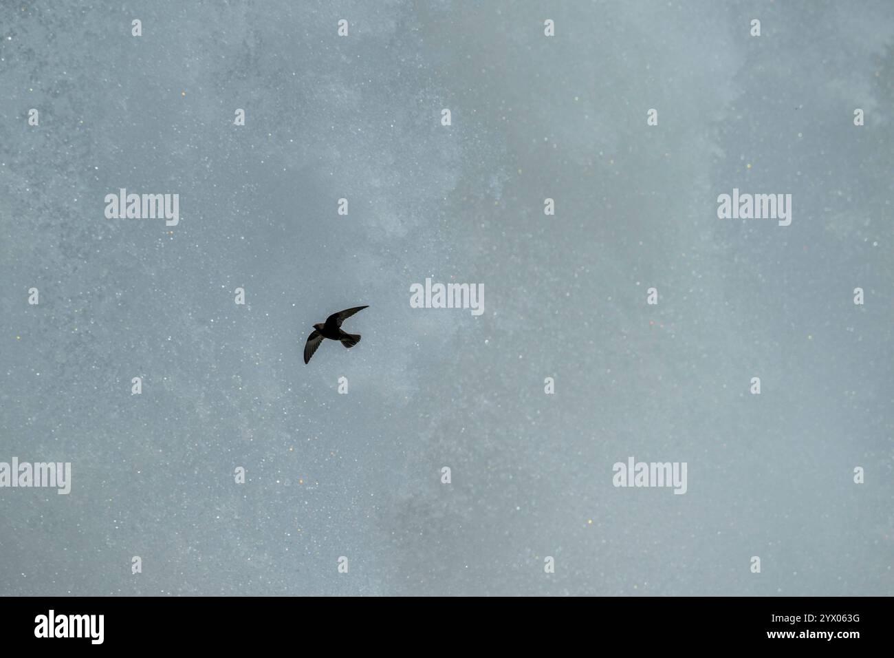 Ein großer Dämmerungsfänger (Cypseloides senex) kehrt zurück zum Nistplatz hinter diesem Wasserfall an den Iguazu Falls (Devil s Throat), Iguassu National Park, IG Stockfoto