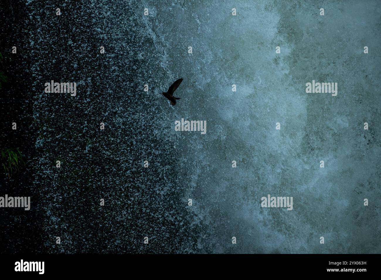Ein großer Dämmerungsfänger (Cypseloides senex) kehrt zurück zum Nistplatz hinter diesem Wasserfall an den Iguazu Falls (Devil s Throat), Iguassu National Park, IG Stockfoto